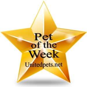 pet of the week star